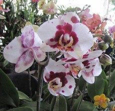 BI Imbau Perbankan di Jabar Gandeng Petani Anggrek