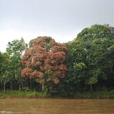 Serunya Bertualang Menjelajah Sungai Mahakam