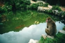 Lucunya Liburan Bersama Monyet di Jepang