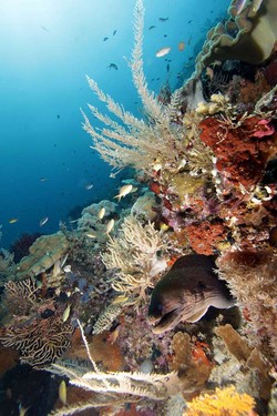 Perburuan Hiu Raja Ampat Tak Boleh Terjadi Lagi