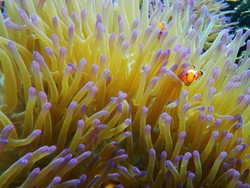 Bertemu Nemo si mungil di Pulau Kelagian Teluk Lampung