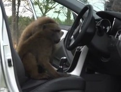 Waduh, Hyundai Tes Mobilnya dengan Babon