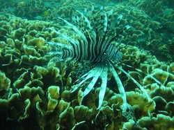 Hati-hati dengan 7 Hewan Ini Saat Snorkeling atau Diving