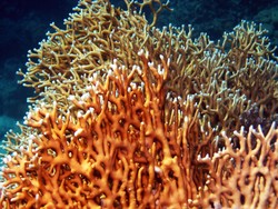 Hati-hati dengan 7 Hewan Ini Saat Snorkeling atau Diving