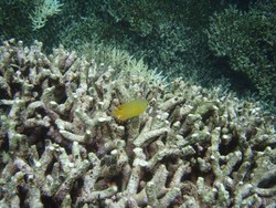 Tak Pernah Bosan Menyelami Togean