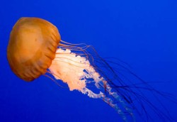 Lendir Ubur-ubur Juga Bisa Tingkatkan Sistem Imun