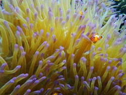 Main Petak Umpet Bersama Ikan Nemo di Pulau Bule