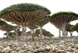Pohon-pohon Lucu di Pulau Socotra, Yaman
