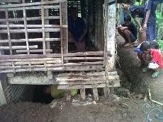 18 Kambing Mati Misterius, Warga Banyumas Ramai-ramai Pasang Jebakan