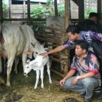 Biogas Limbah Pertanian Opsi Potensial Atasi Langka BBM