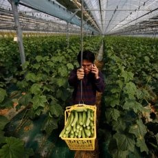 Sektor Jasa Tumbuh, Tingkat Pengangguran Korea Selatan Turun