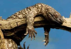 Liur Kadal Monster Gila Bisa Obati Kecanduan Makan