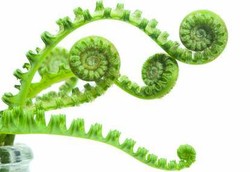 Pakis yang Aman dan yang Memicu Kanker