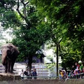 Libur Panjang, Kebun Binatang Ragunan Diserbu Warga