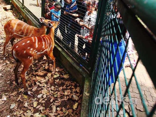 Libur Panjang, Warga Serbu Ragunan