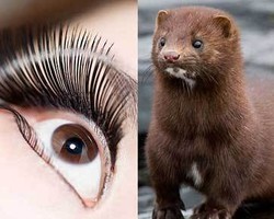 Bulu Musang Dijadikan Bulu Mata Palsu di London