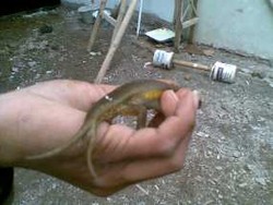 Unik! Ada Kadal Berekor 4 di Ciledug