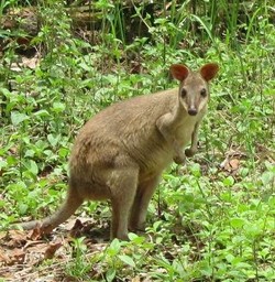 Ssst! Ada Kanguru di Papua