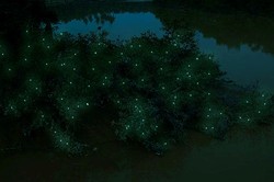 Cantiknya Kunang-kunang di Firefly Park, Malaysia