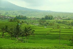 Mengenal Subak dan Hijaunya Sawah di Jatiluwih, Bali