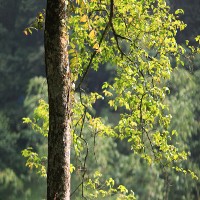 Tips Membuat Foto Bokeh