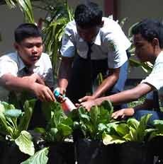 Tiga Siswa SMP Temukan Insektisida Alami Melawan Ulat