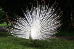 Cantiknya Burung Berwarna-warni di Bali Bird Park