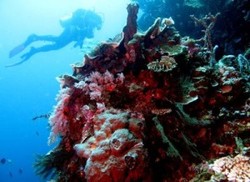 Taman Laut Olele, Surga Baru Para Penyelam di Gorontalo