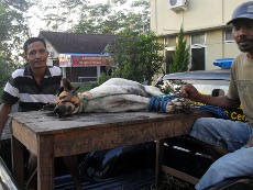 Inilah Sosok Pemangsa 19 Kambing yang Meresahkan Warga Banyumas