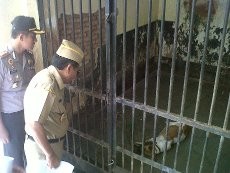 Ikut Penasaran, Bupati & Kapolres Banyumas Cek Pemangsa 19 Kambing 