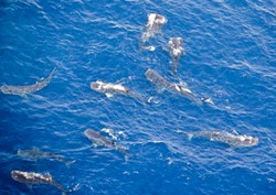 Wow, Ribuan Hiu Paus Akan Merapat ke Pesisir Meksiko!