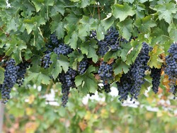 Wisata Kebun Anggur di Bali? Ini Dia Tempatnya