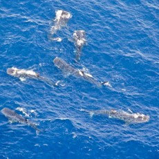 Mengenal Pembuatan Kain Ulos di Desa Jangga, Sumatera Utara