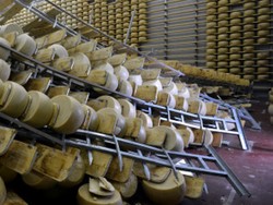 Gempa Hancurkan Industri Keju Italia