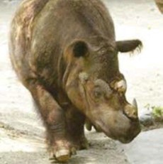 Pertama Kali Badak Sumatera akan Lahir di Penangkaran Indonesia