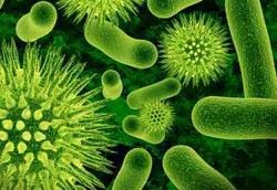 Ancaman Bakteri C. Diff di Amerika Makin Ganas