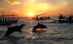 Mengarungi Laut Lovina di Bali Bersama Lumba-lumba