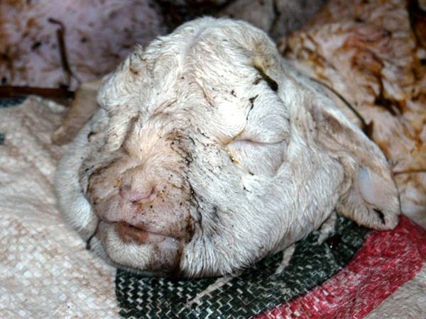 Heboh Anak Kambing Berwajah Kucing Anggora