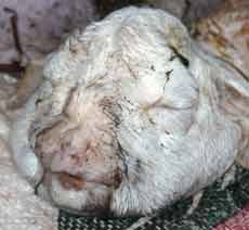Heboh! Anak Kambing Berkepala Mirip Kucing