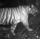 Harimau Sumatera Masih Ditemukan di Jambi