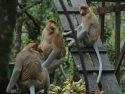 Menyambangi Habitat Bekantan di Tengah Sungai Barito