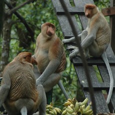 Menyambangi Habitat Bekantan di Tengah Sungai Barito