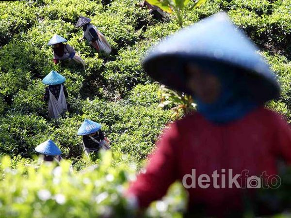Perjuangan Para Pemetik Kebun Teh
