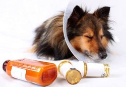 5 Jenis Obat Manusia yang Bisa Bikin Hewan Terkapar