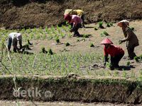 Darurat, Lahan Pertanian Makin Menciut