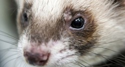 Fred si Musang Ramaikan Barisan Hewan Peramal