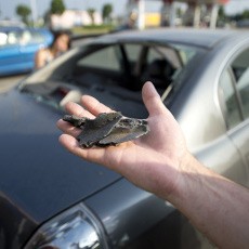 Mendarat Darurat, Serpihan Mesin Pesawat Boeing 777 Jatuh Menimpa Mobil