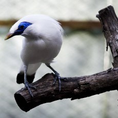 Bertemu Si Jalak Bali di Taman Nasional Bali Barat