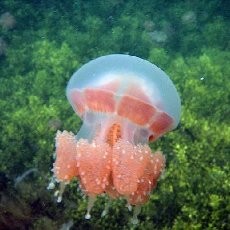 Keren! Indonesia Punya Danau Ubur-ubur Terbesar di Dunia