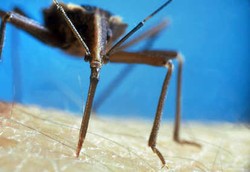 Amerika Diserang Wabah AIDS Baru yang Ditularkan Serangga